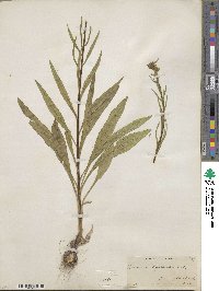 Liatris ligulistylis image