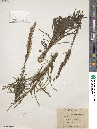 Liatris microcephala image