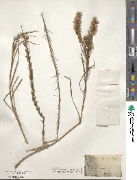 Liatris punctata image