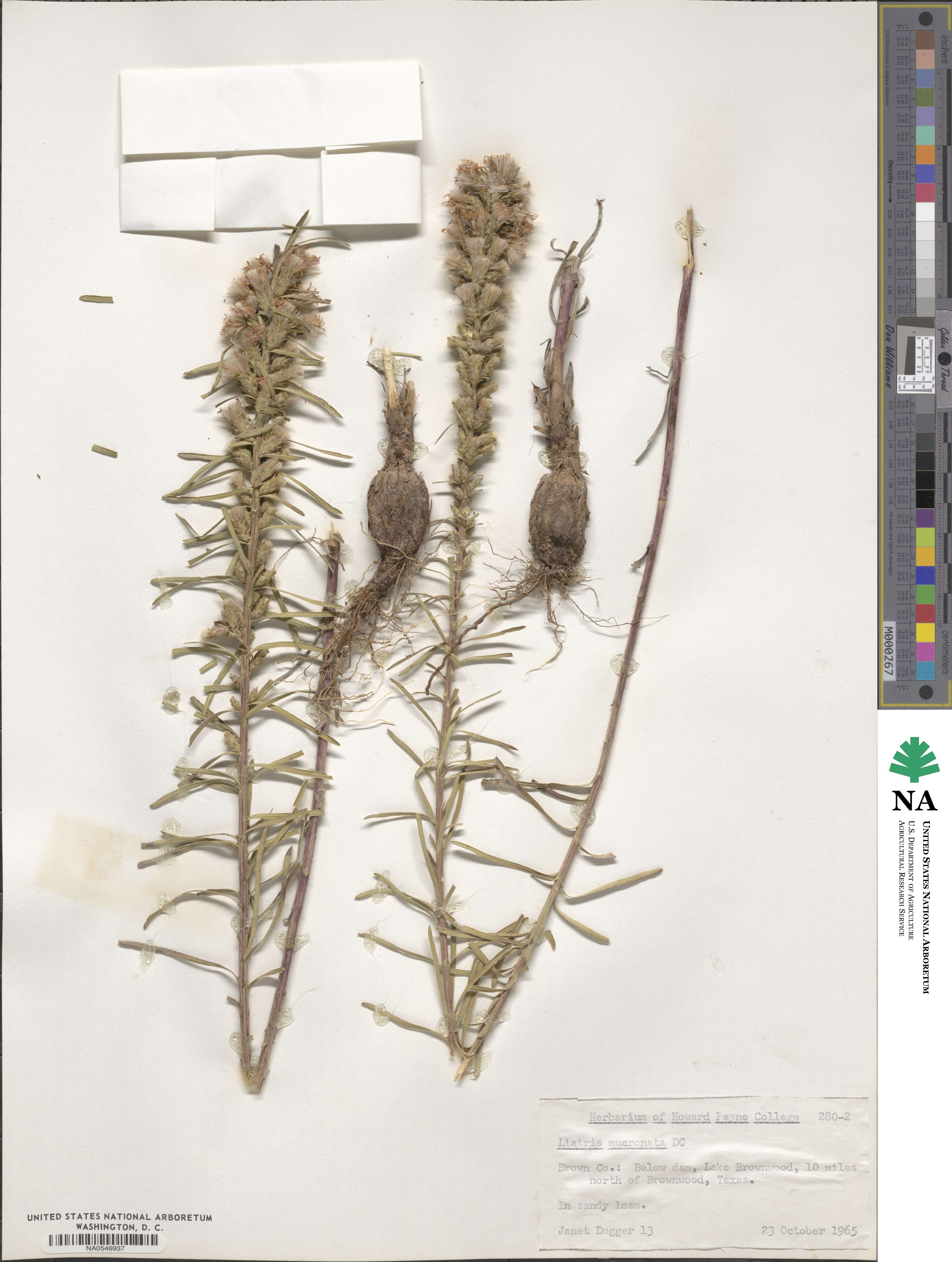 Liatris punctata image