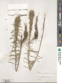 Liatris punctata var. mucronata image