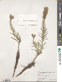 Liatris punctata var. mucronata image