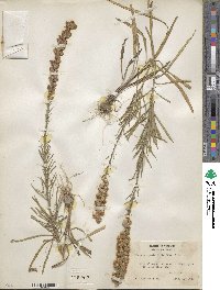 Liatris pilosa image