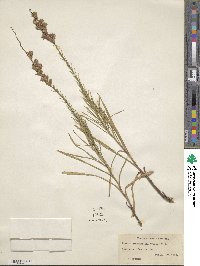 Liatris pilosa image