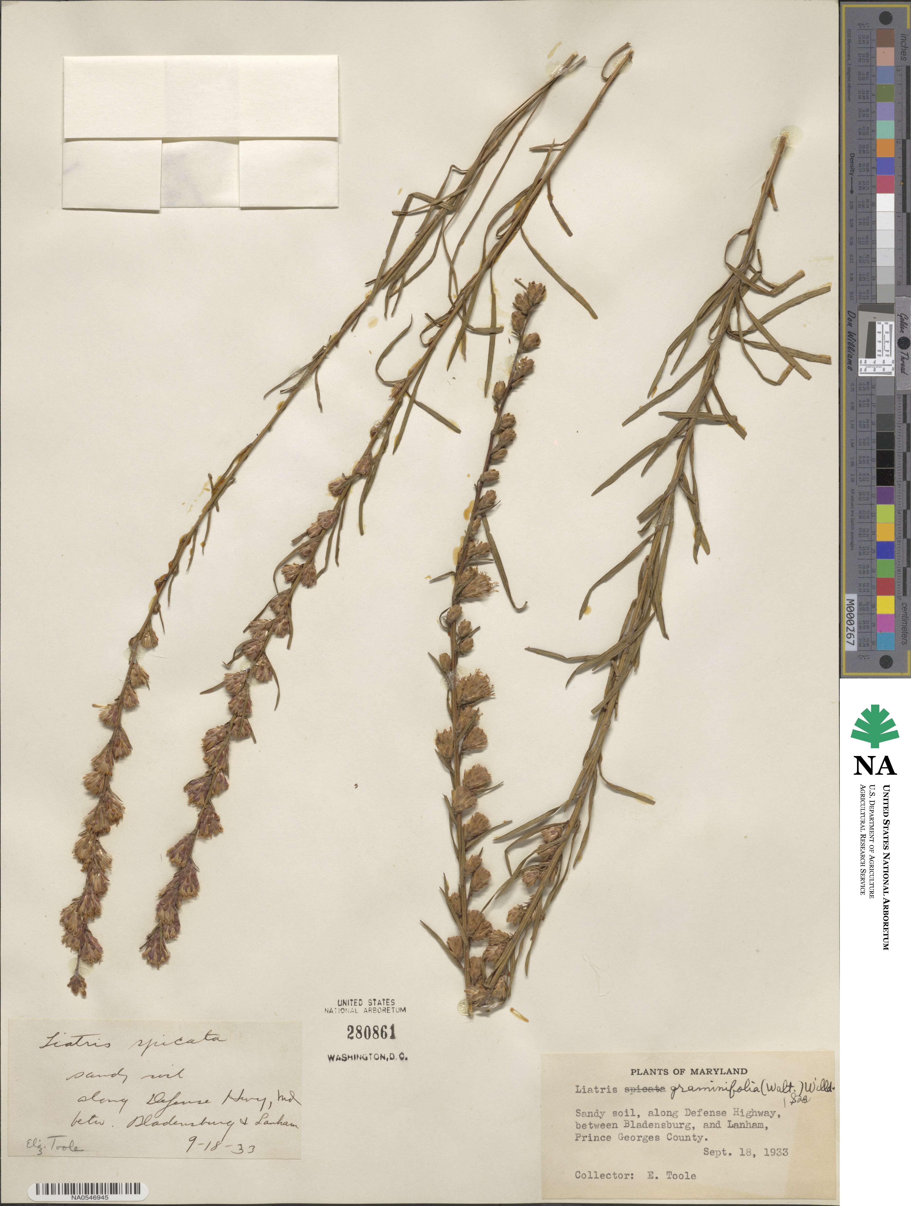 Liatris pilosa image