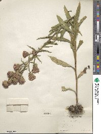 Liatris scariosa image