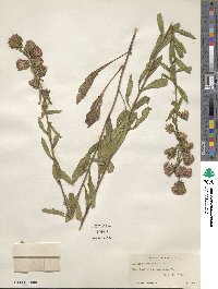 Liatris scariosa image