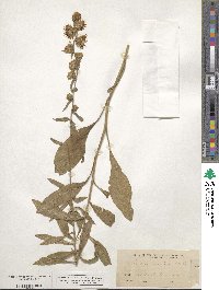 Liatris scariosa image