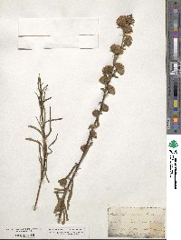 Liatris scariosa image