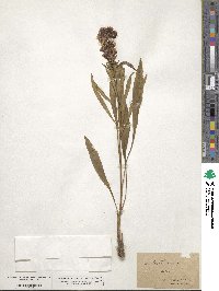 Liatris scariosa image