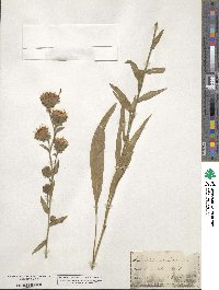 Liatris scariosa image