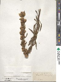 Liatris scariosa image