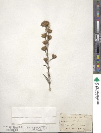 Liatris scariosa image