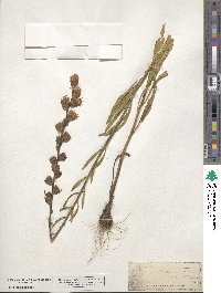 Liatris scariosa image