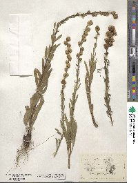 Liatris scariosa image