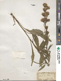 Liatris scariosa image