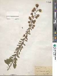 Liatris scariosa image