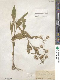 Liatris scariosa image