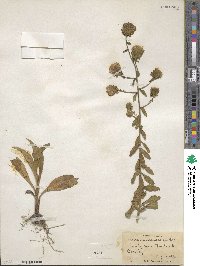 Liatris scariosa image