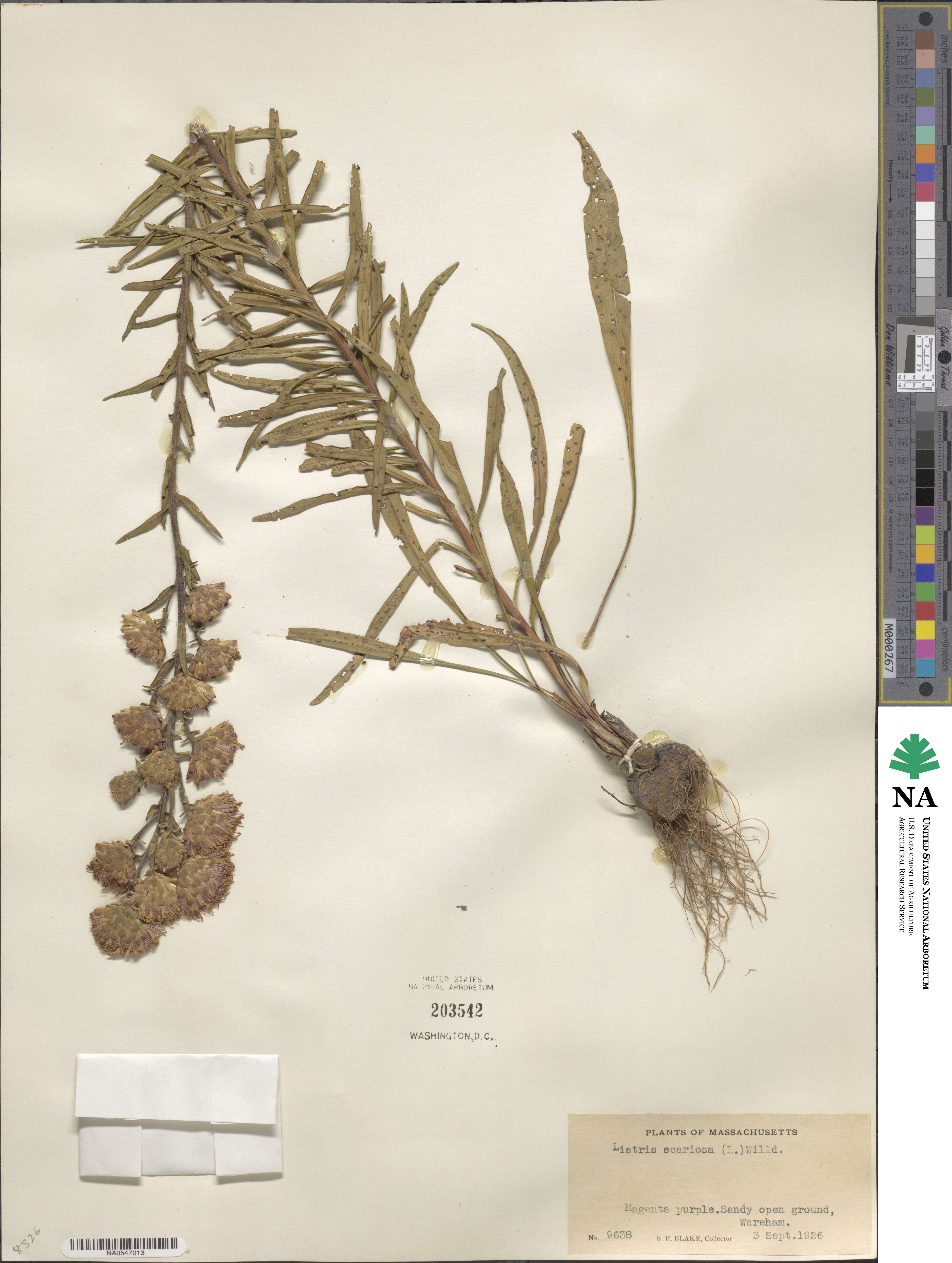 Liatris scariosa image