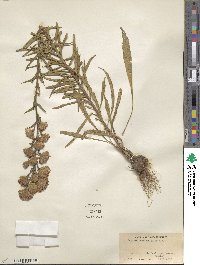 Liatris scariosa image