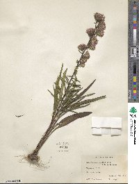 Liatris scariosa image