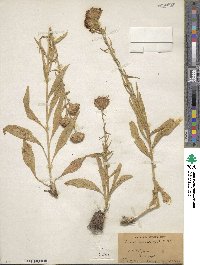 Liatris scariosa image