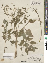 Siegesbeckia orientalis image