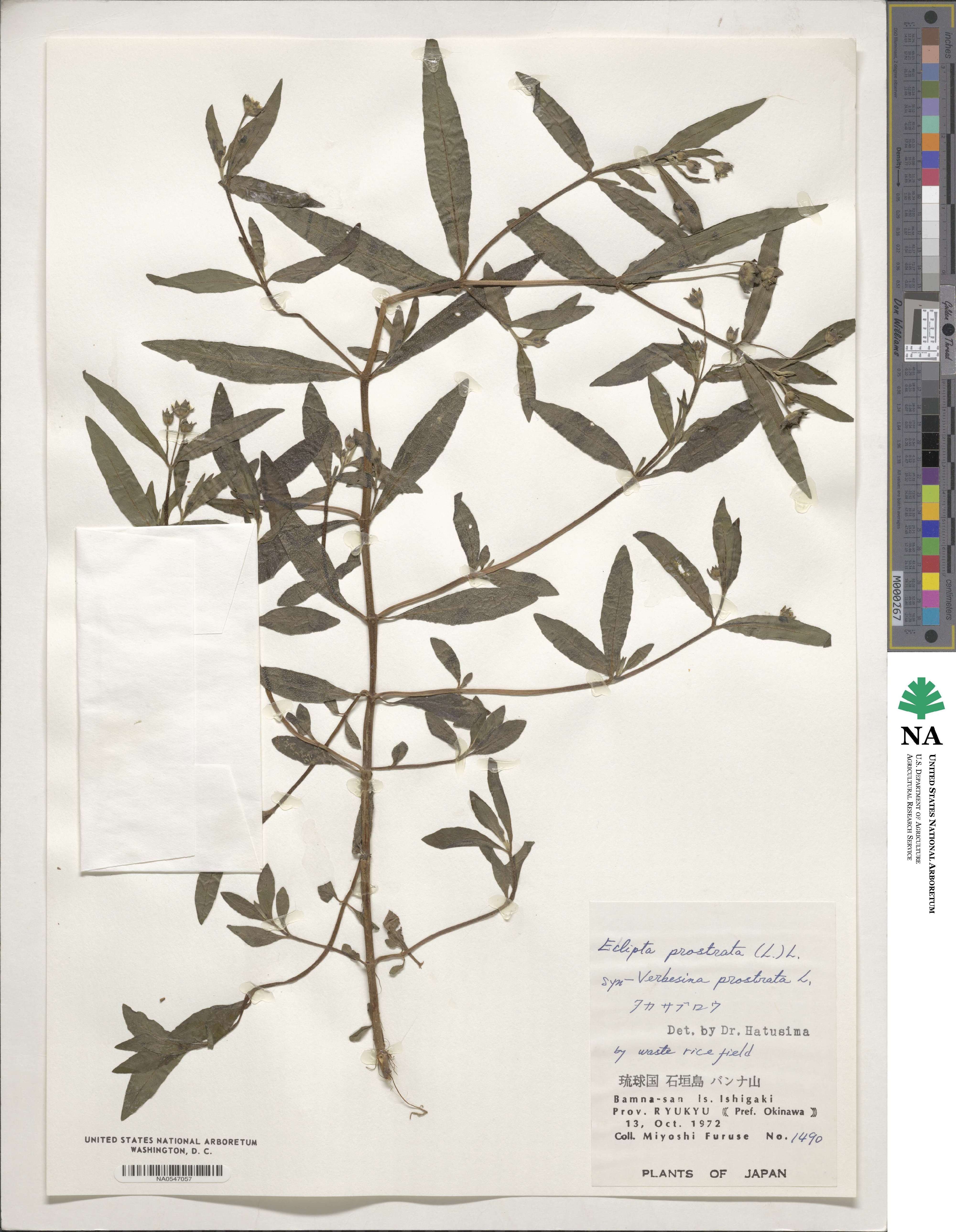 Eclipta prostrata image
