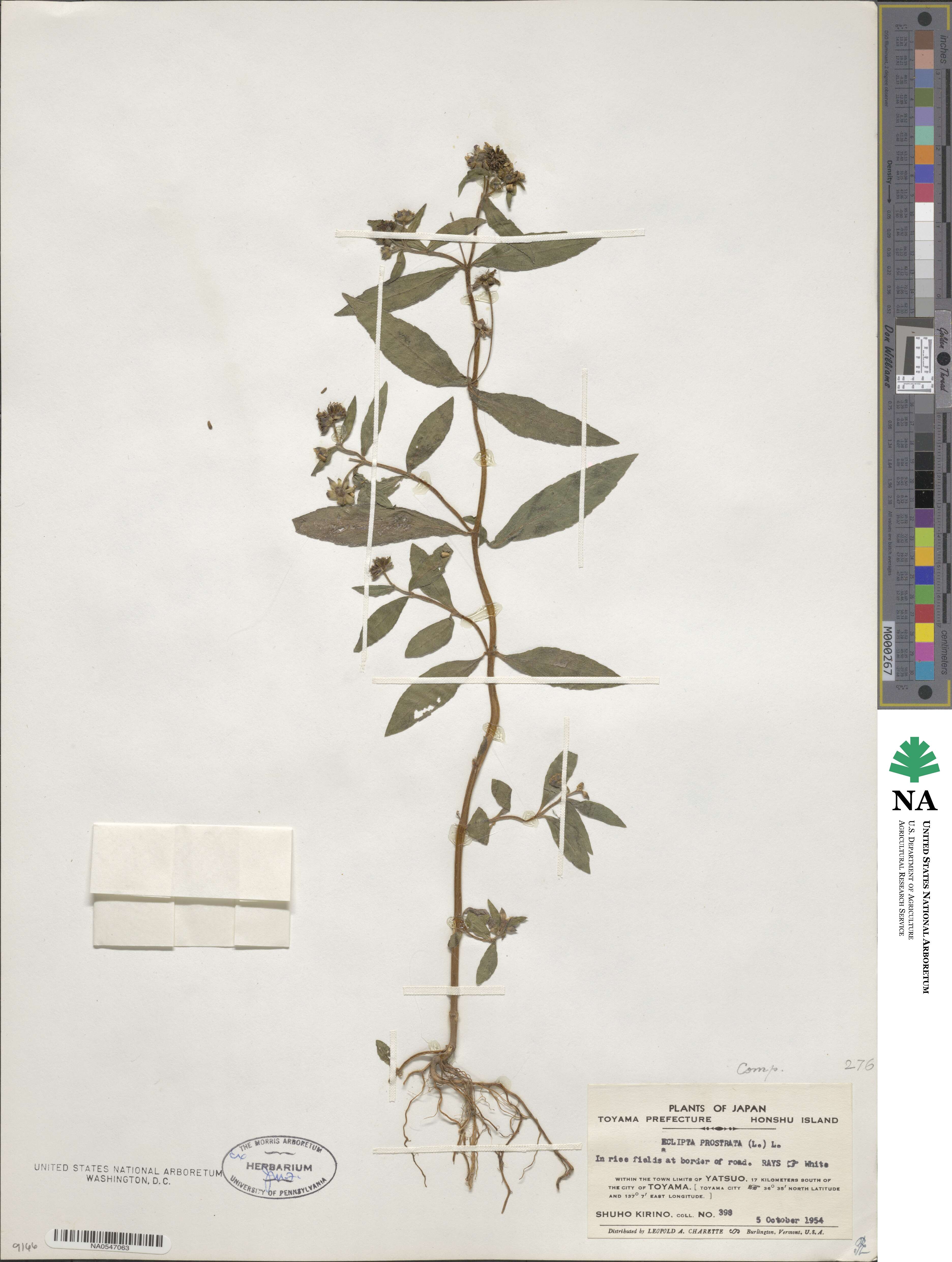 Eclipta prostrata image
