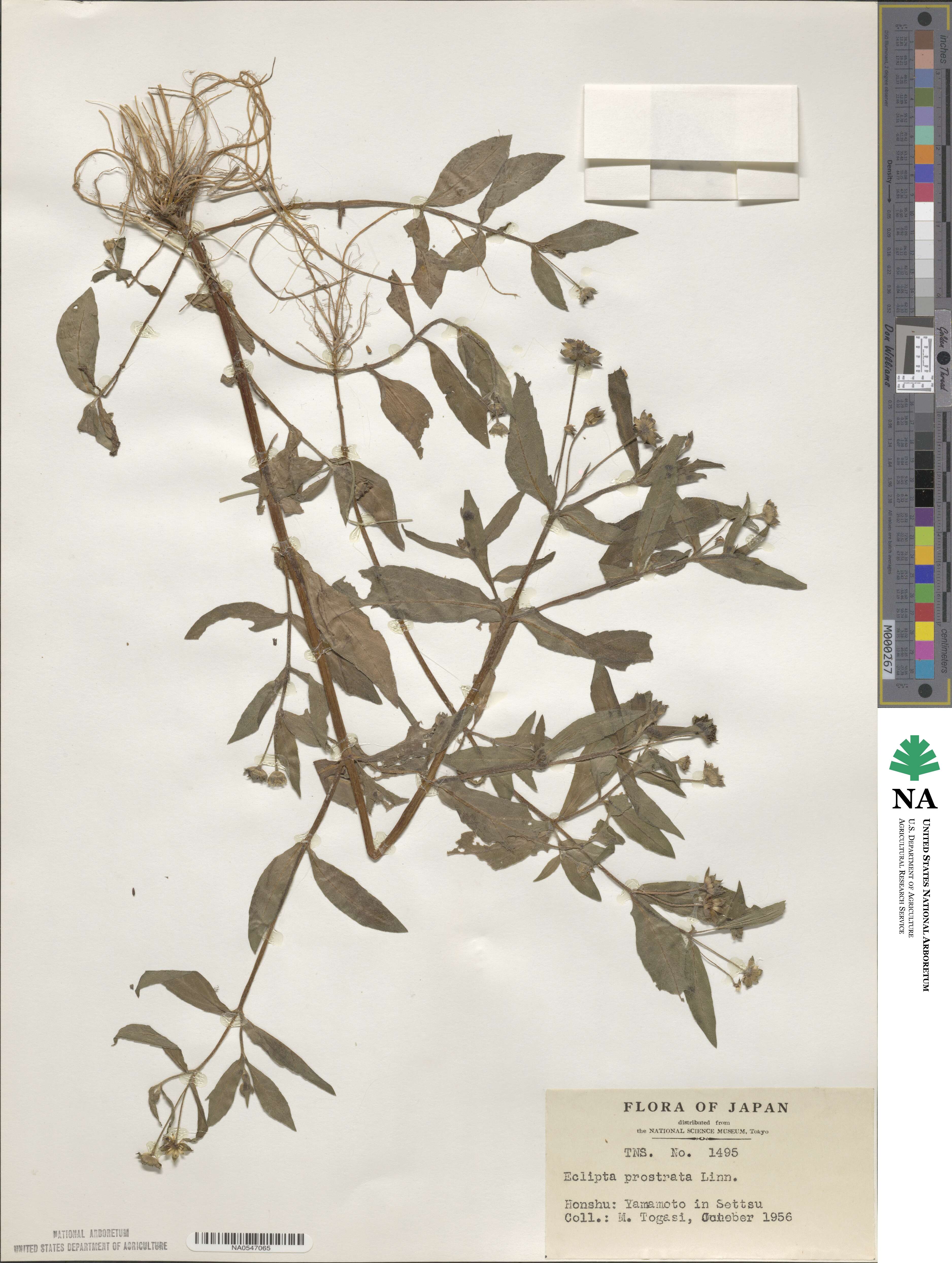 Eclipta prostrata image