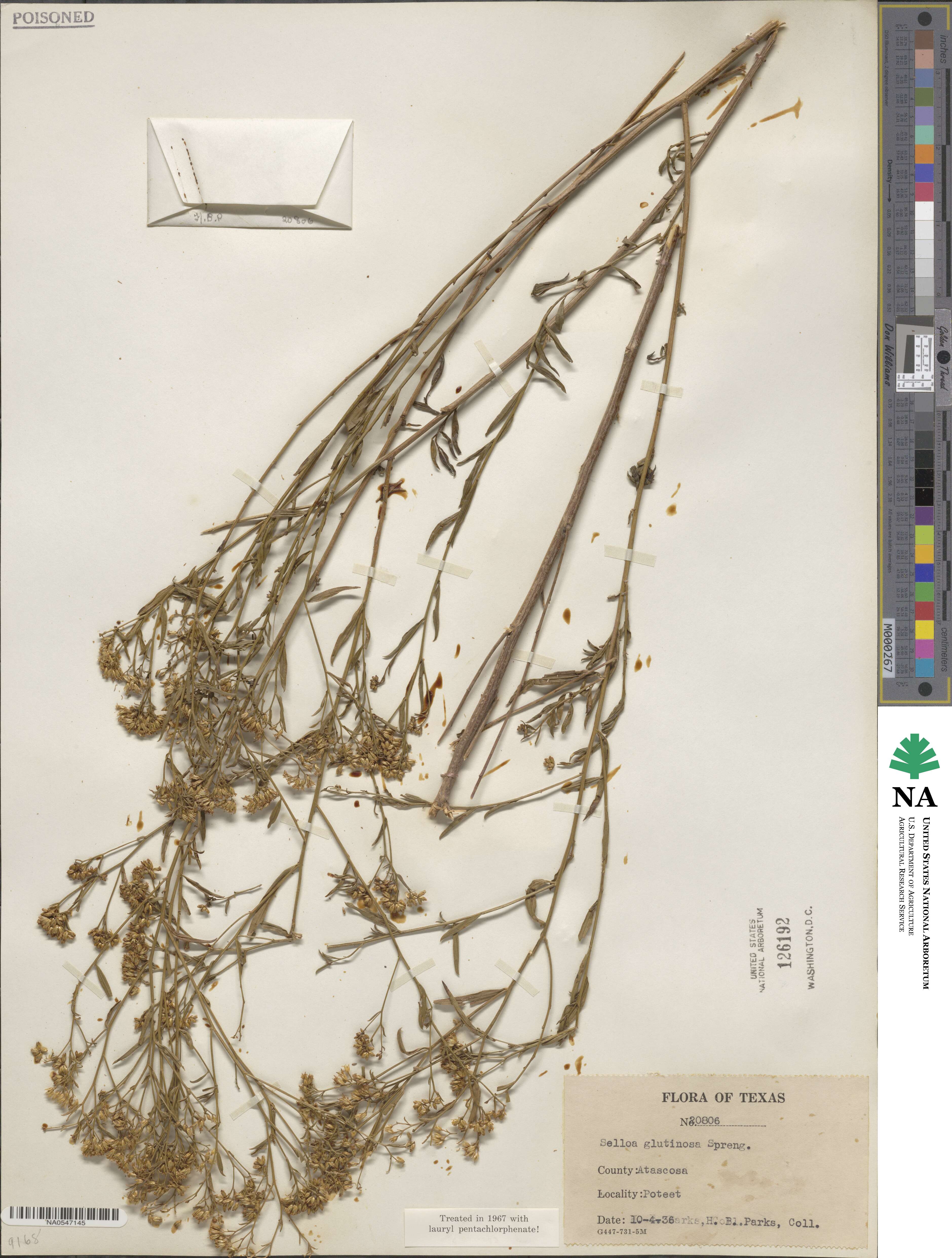 Gymnosperma glutinosum image