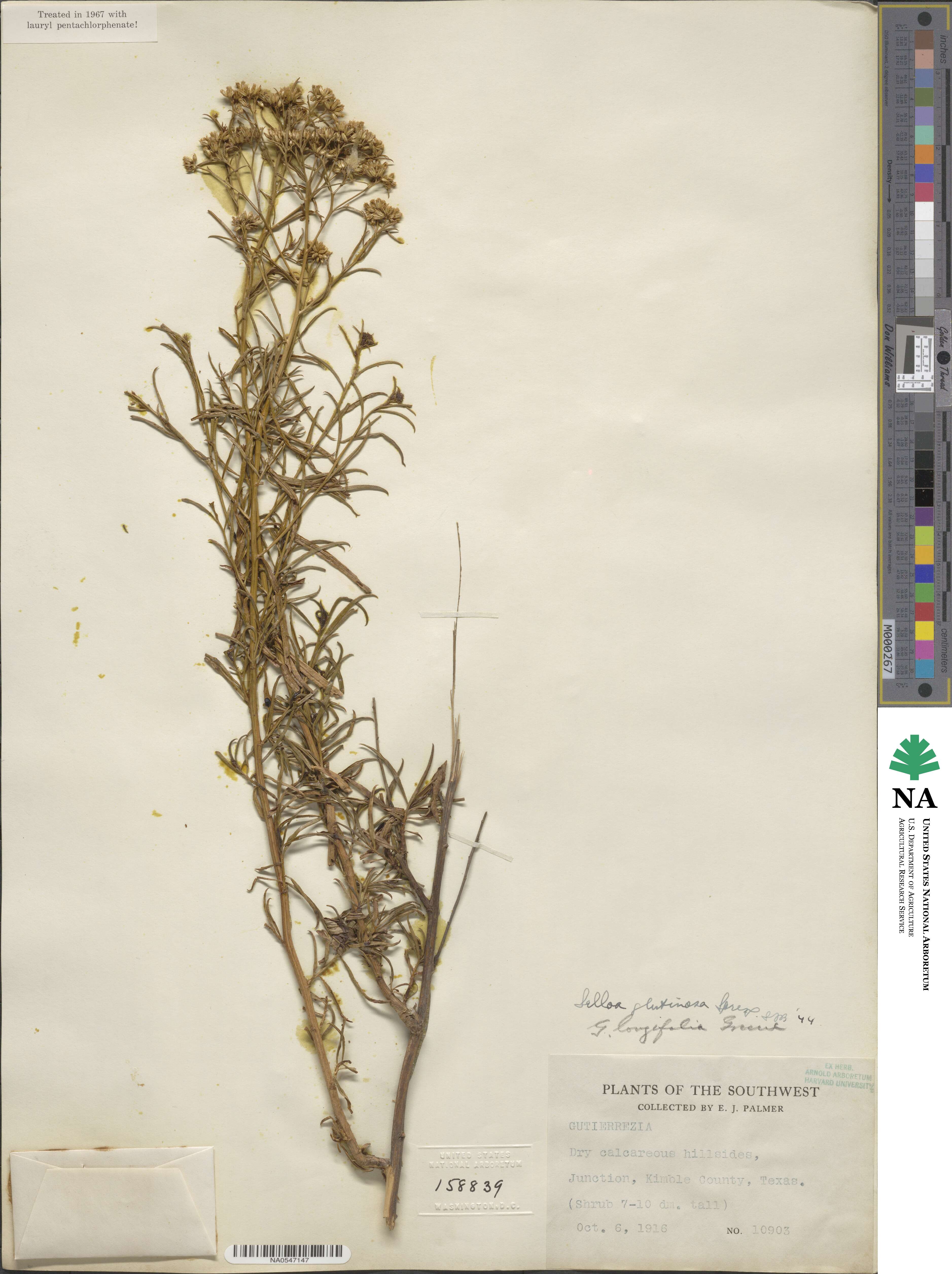 Gymnosperma glutinosum image