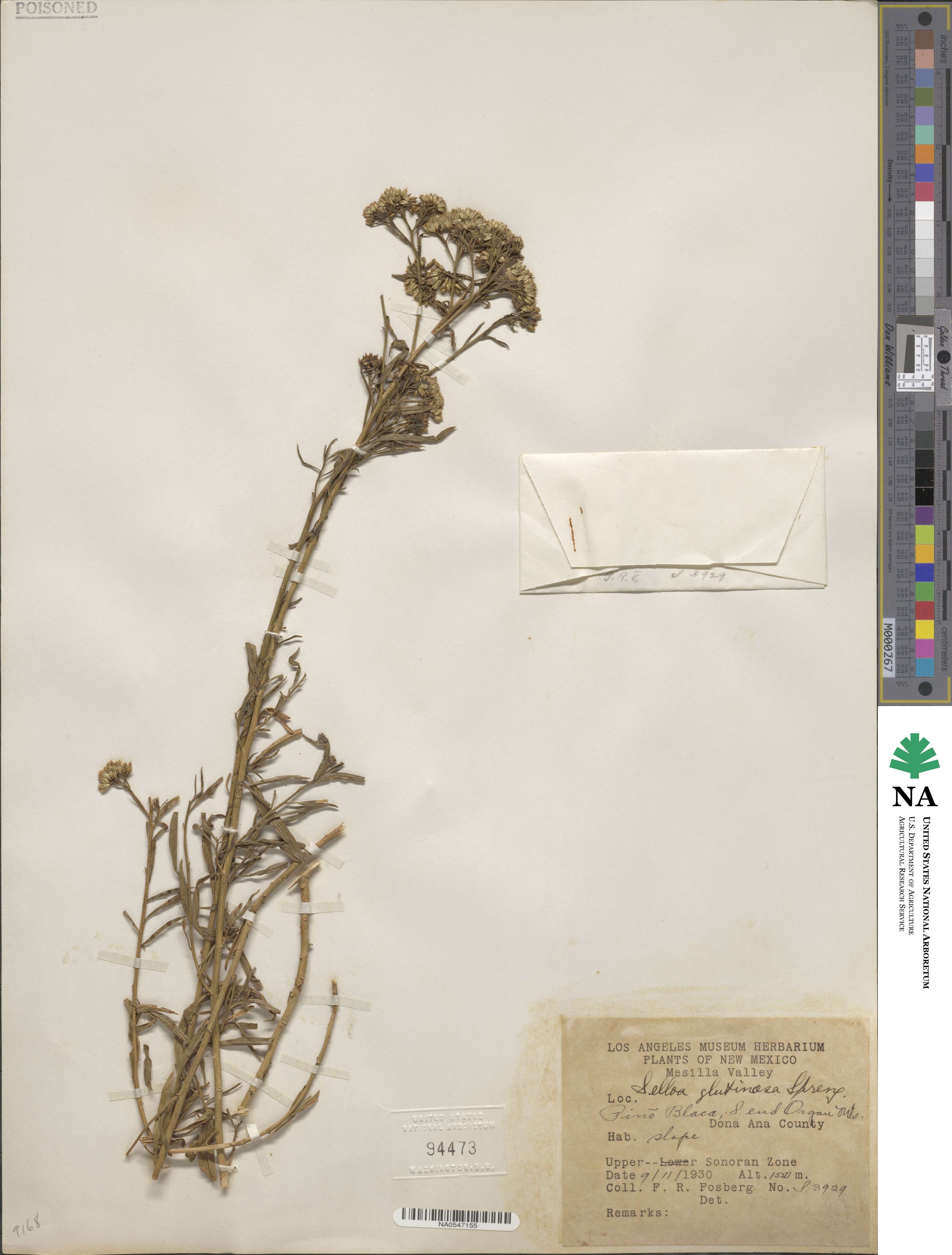 Gymnosperma glutinosum image