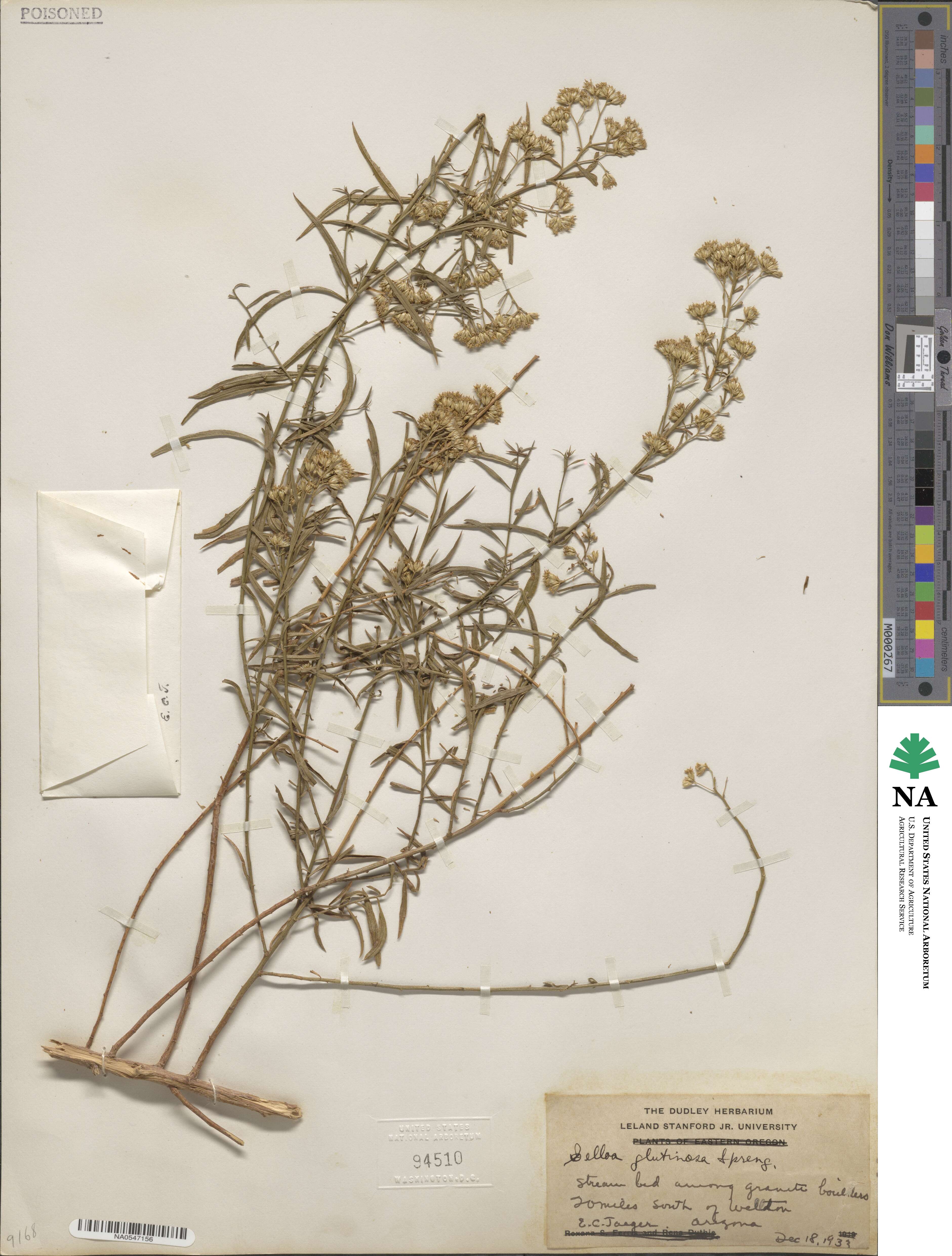 Gymnosperma glutinosum image