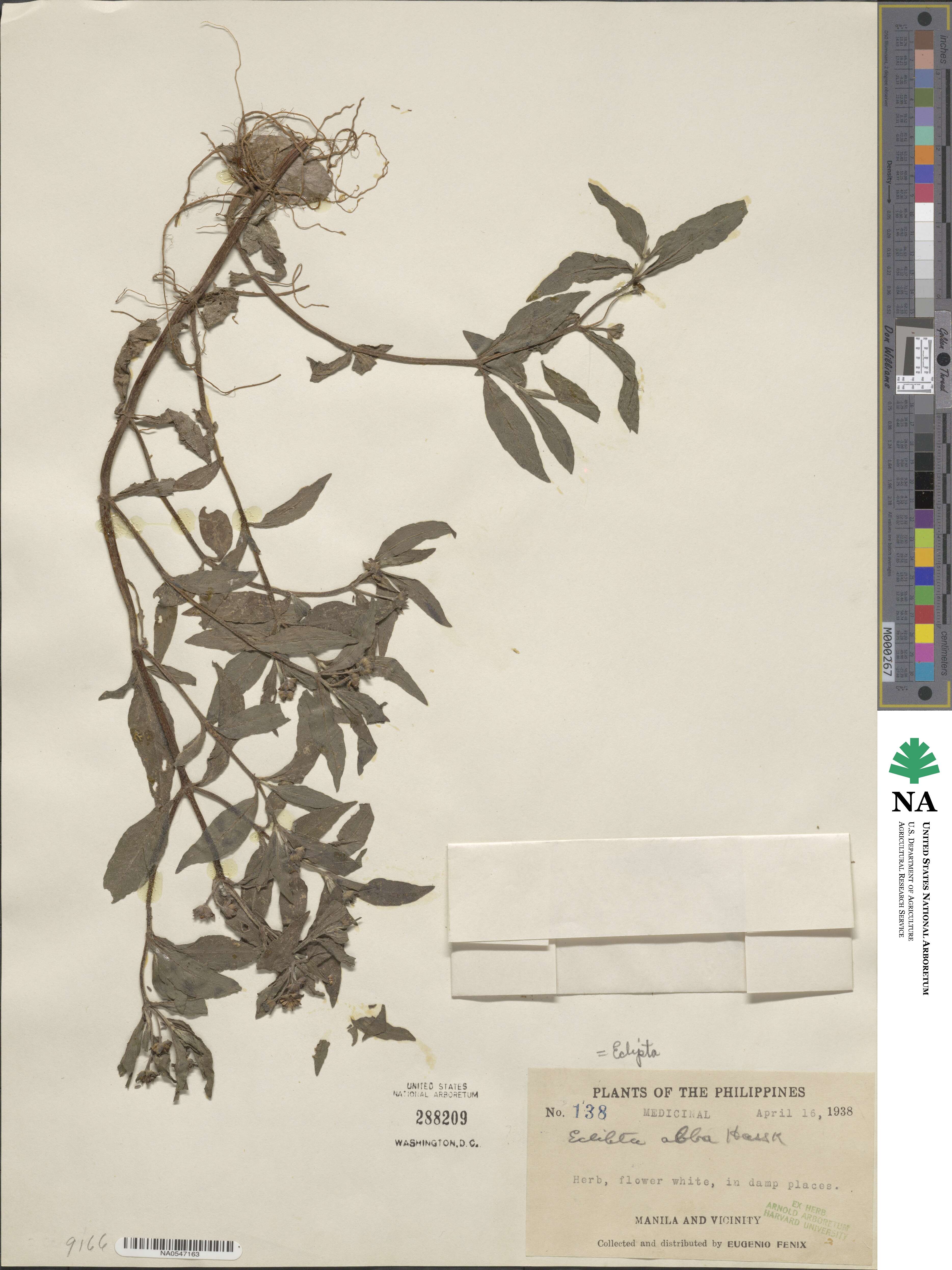 Eclipta alba image
