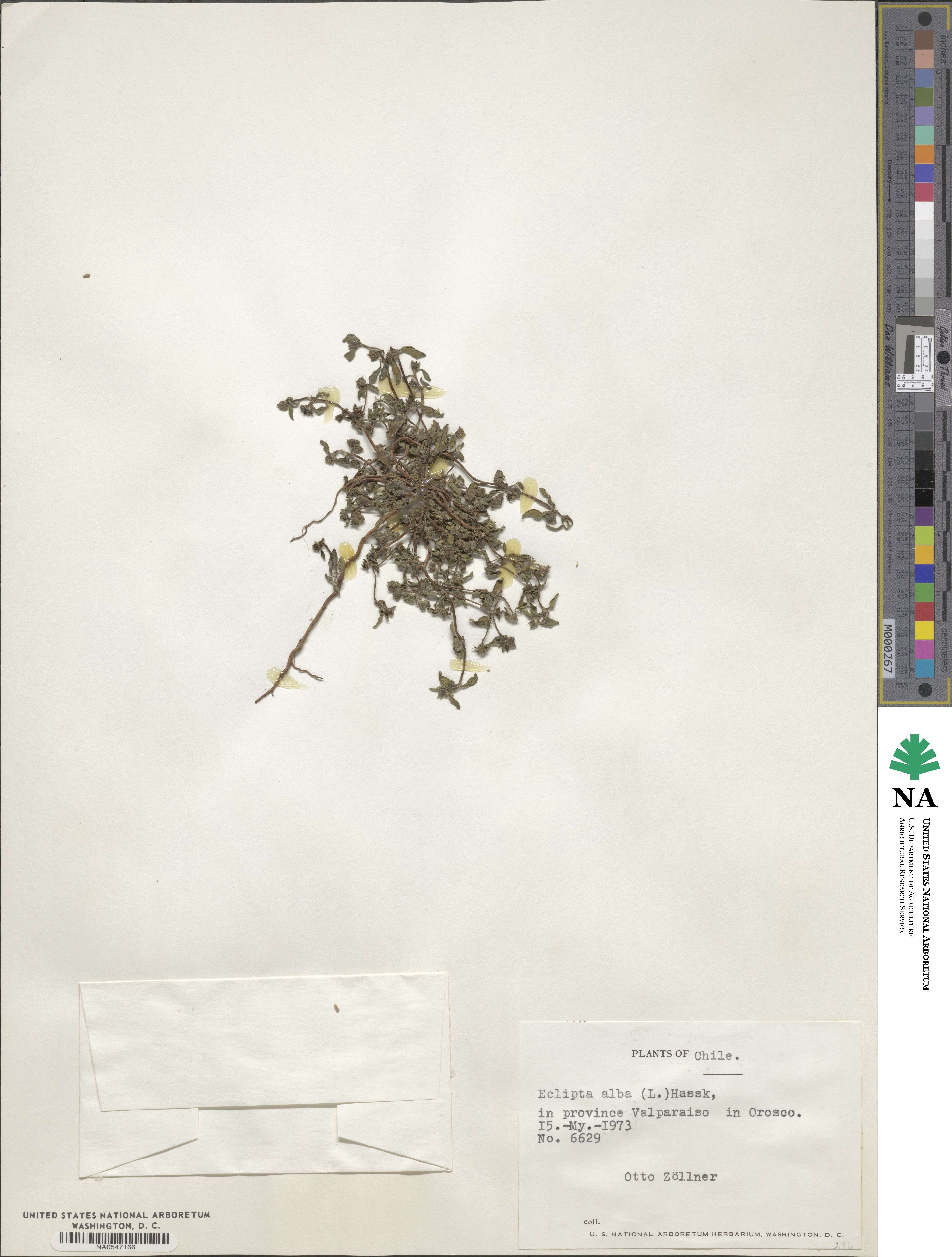 Eclipta alba image