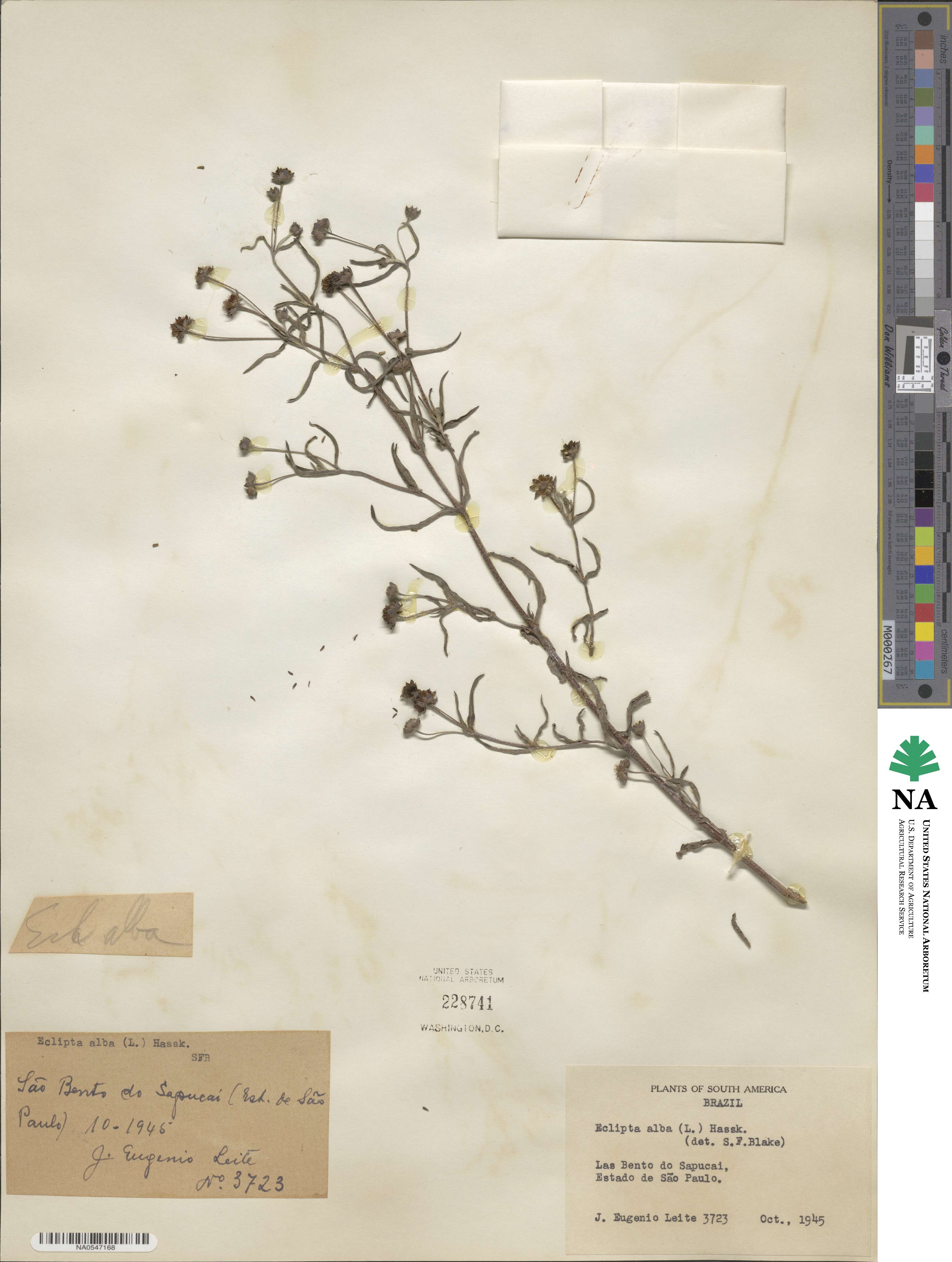 Eclipta alba image