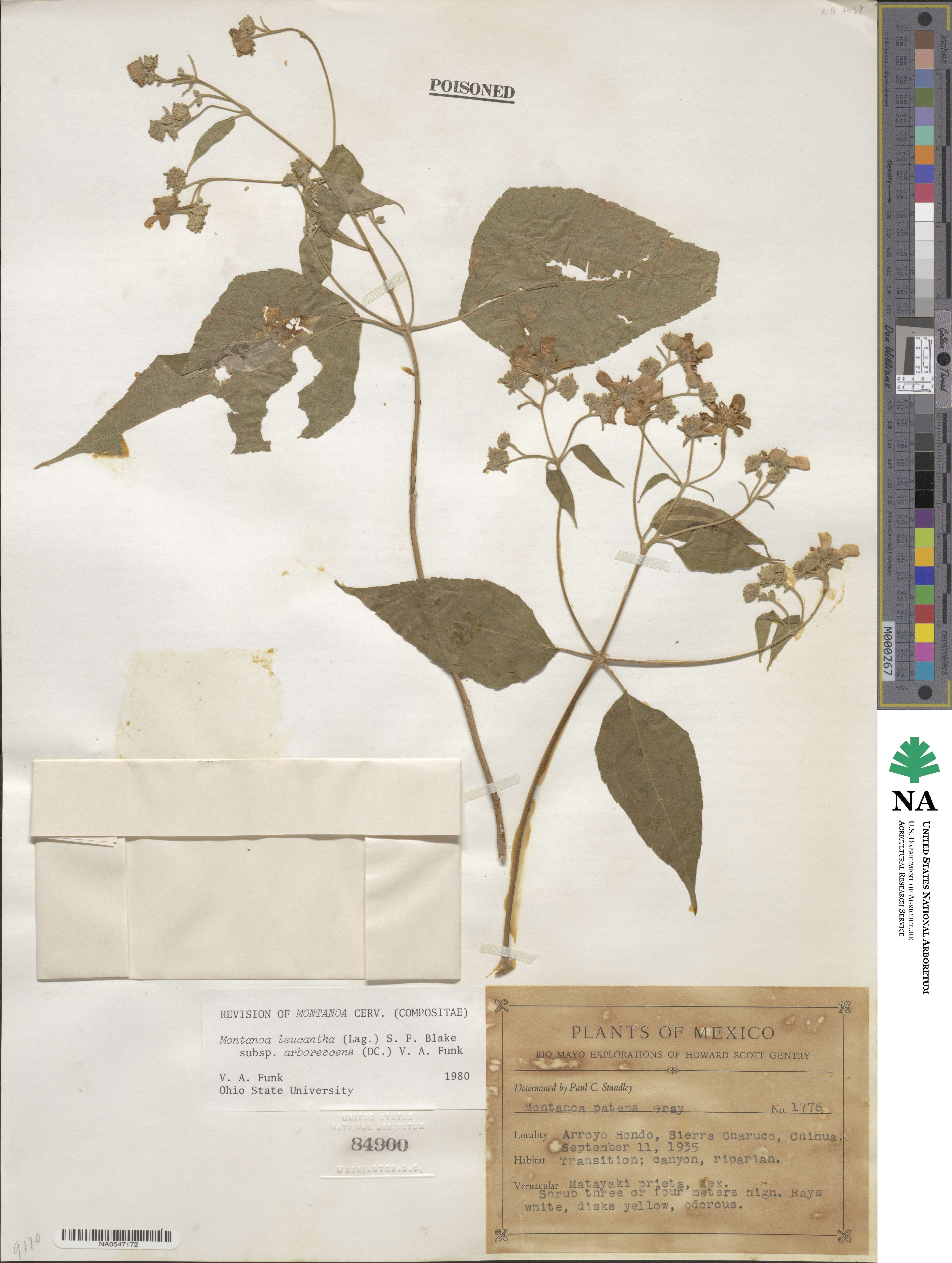 Montanoa leucantha subsp. arborescens image