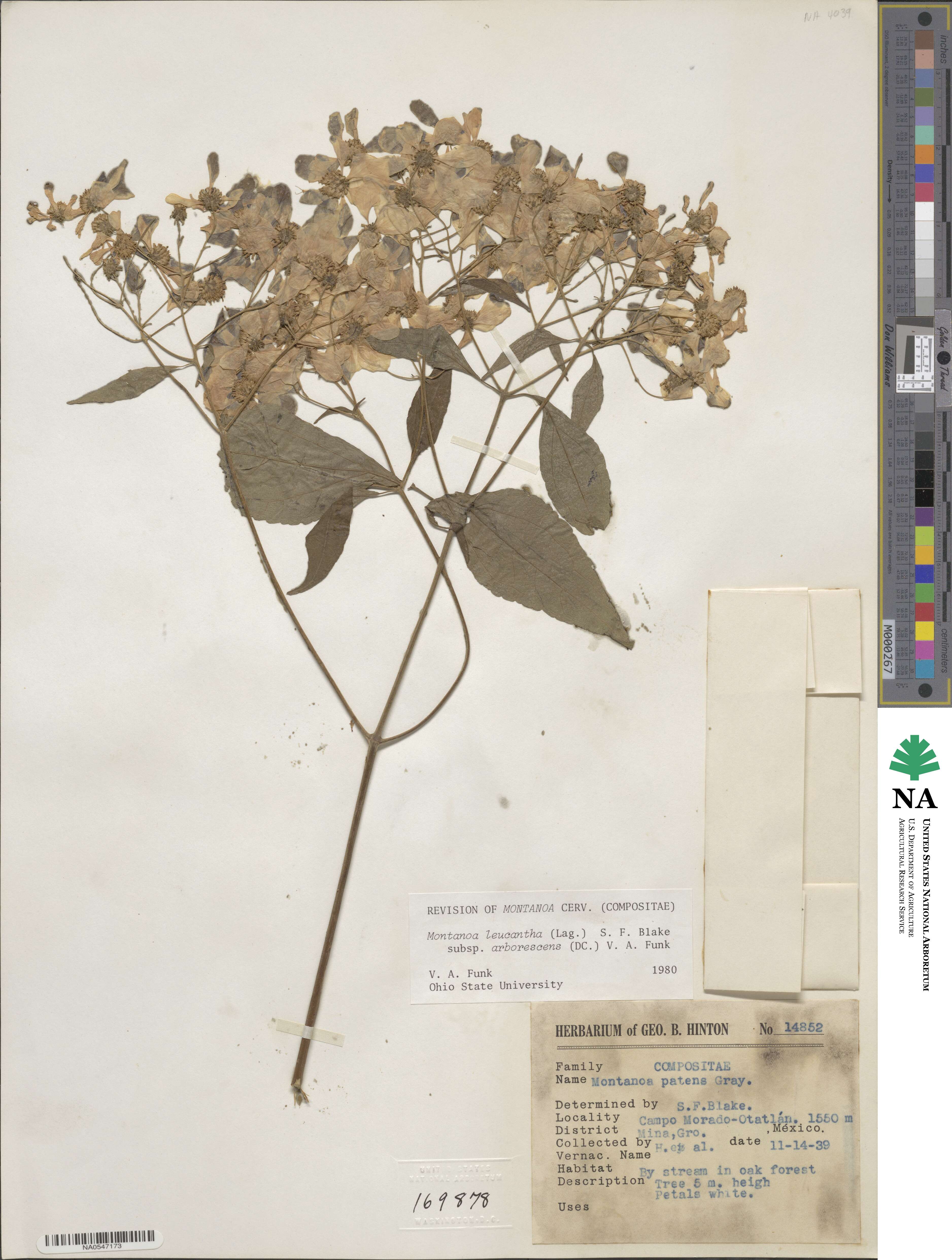 Montanoa leucantha subsp. arborescens image