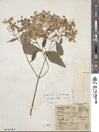 Montanoa leucantha subsp. arborescens image