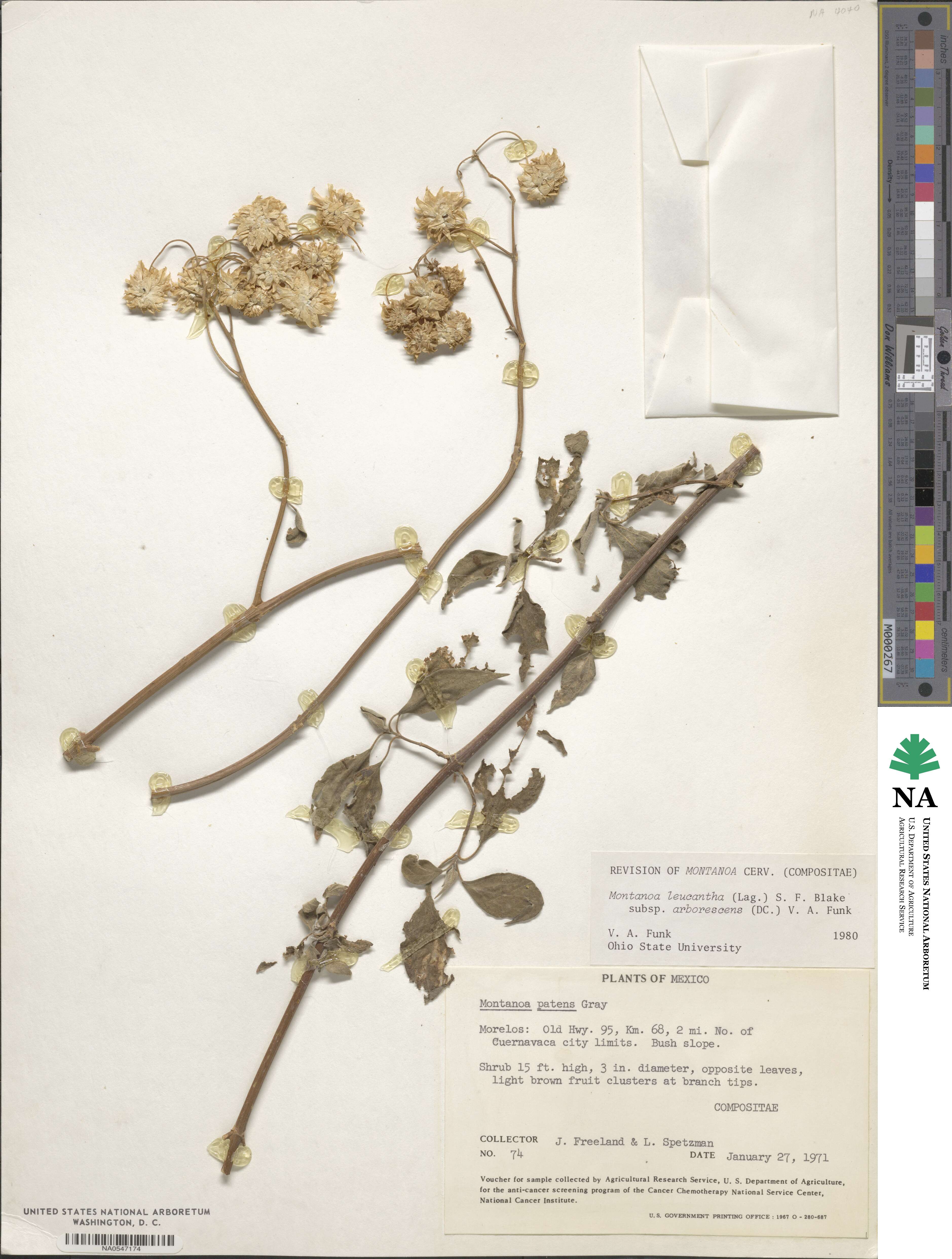 Montanoa leucantha subsp. arborescens image