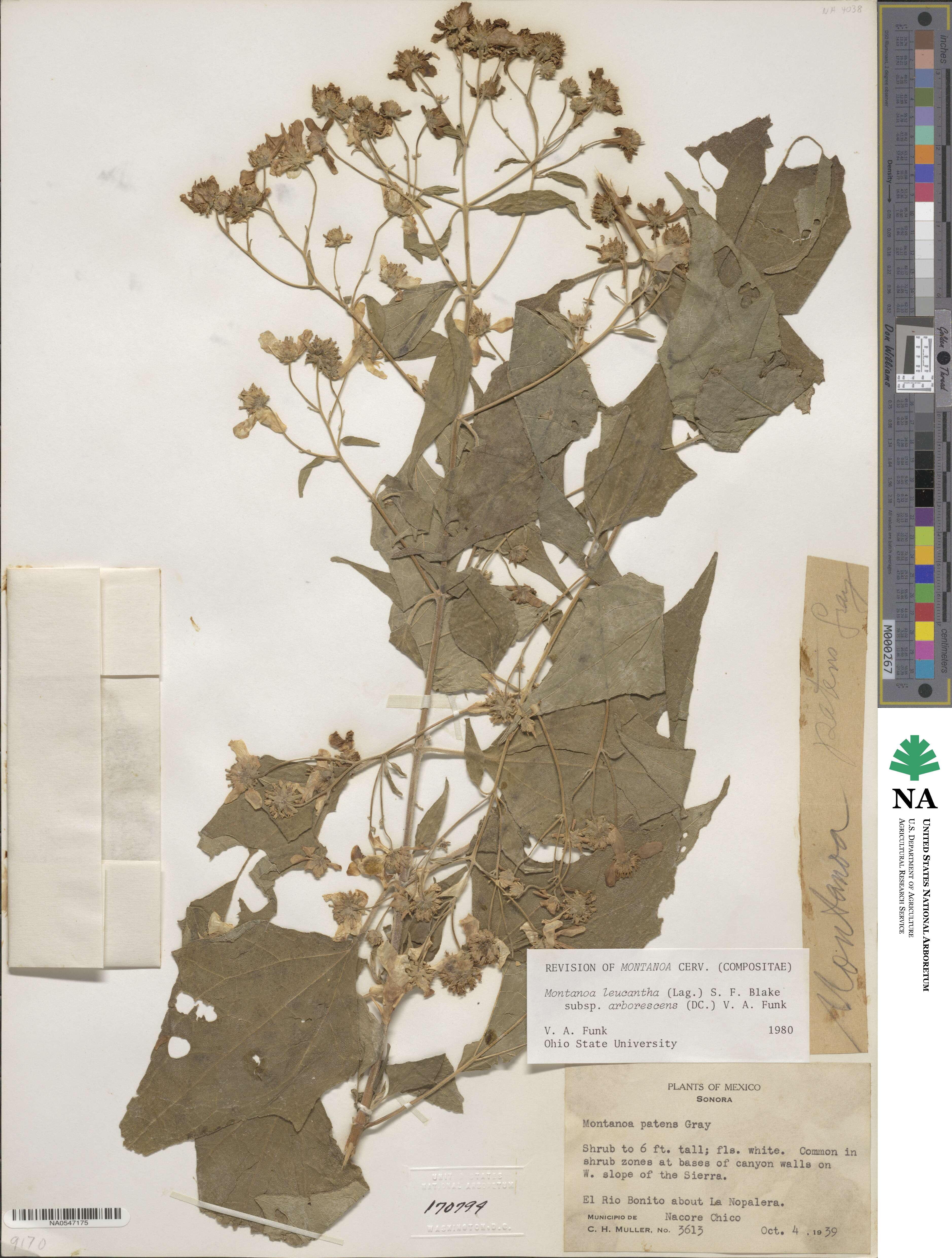 Montanoa leucantha subsp. arborescens image