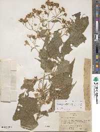 Montanoa leucantha subsp. arborescens image