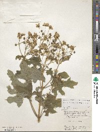 Montanoa hibiscifolia image