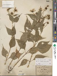 Image of Montanoa frutescens