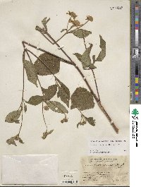 Montanoa frutescens image