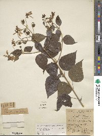 Image of Montanoa atriplicifolia