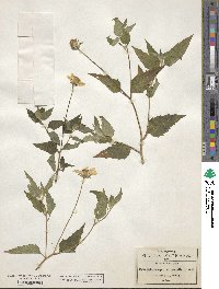 Sclerocarpus uniserialis image