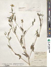 Sclerocarpus uniserialis image